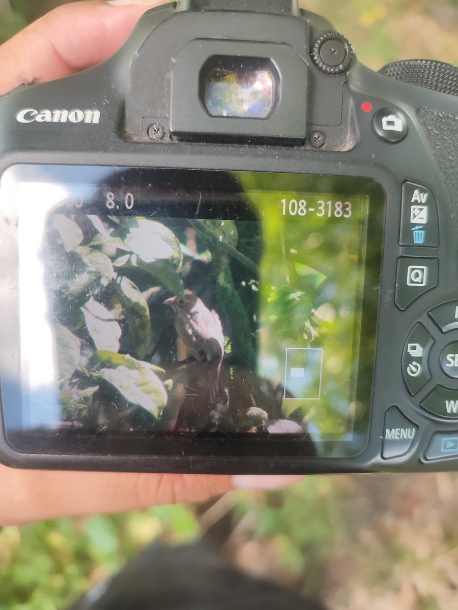 Dickcissel - ML642169504