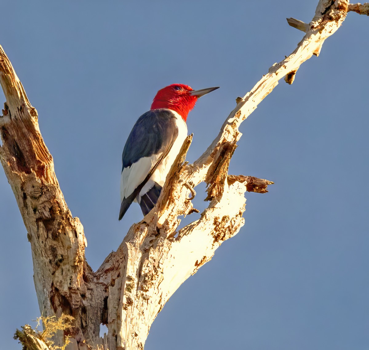 Red-headed Woodpecker - ML642169515