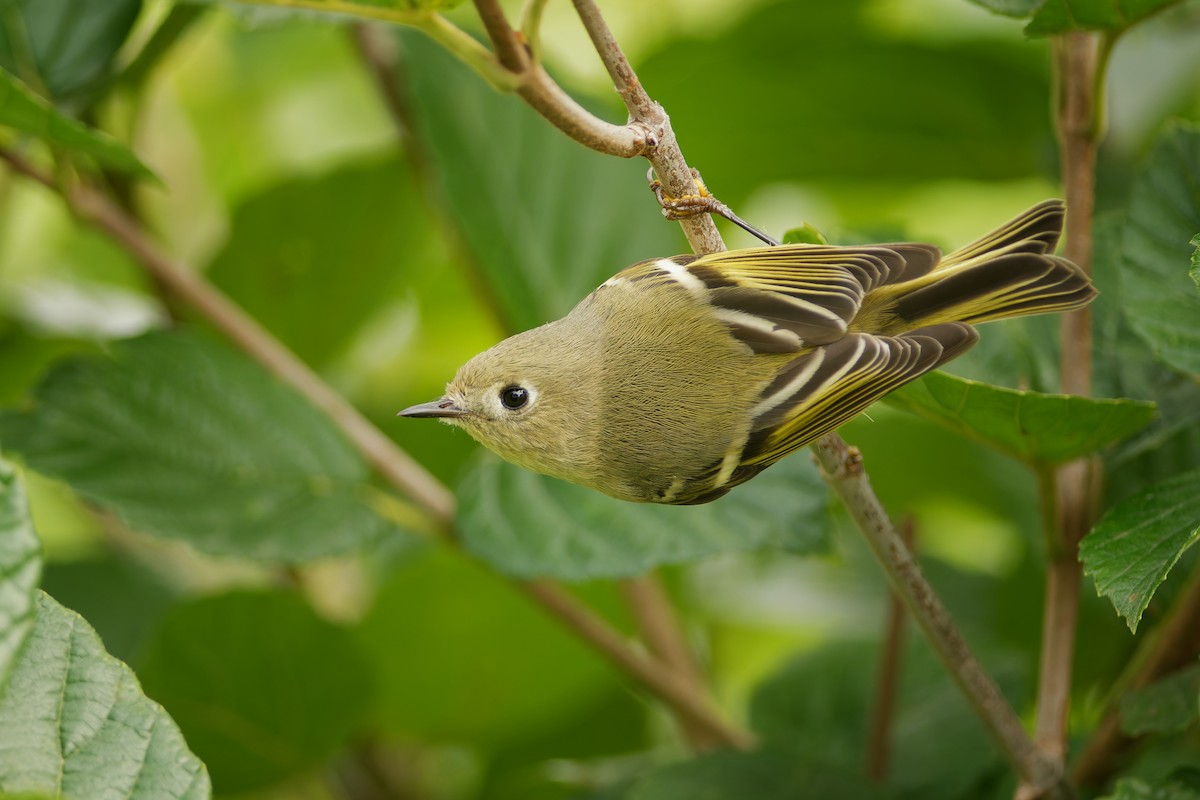 Ruby-crowned Kinglet - ML642169518