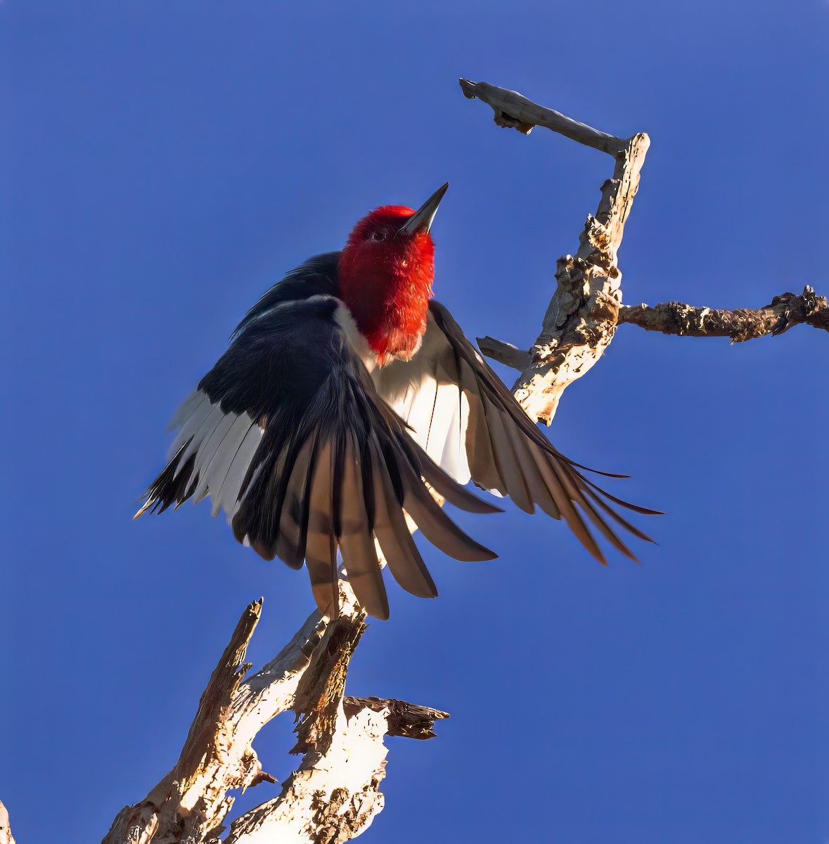 Red-headed Woodpecker - ML642169532