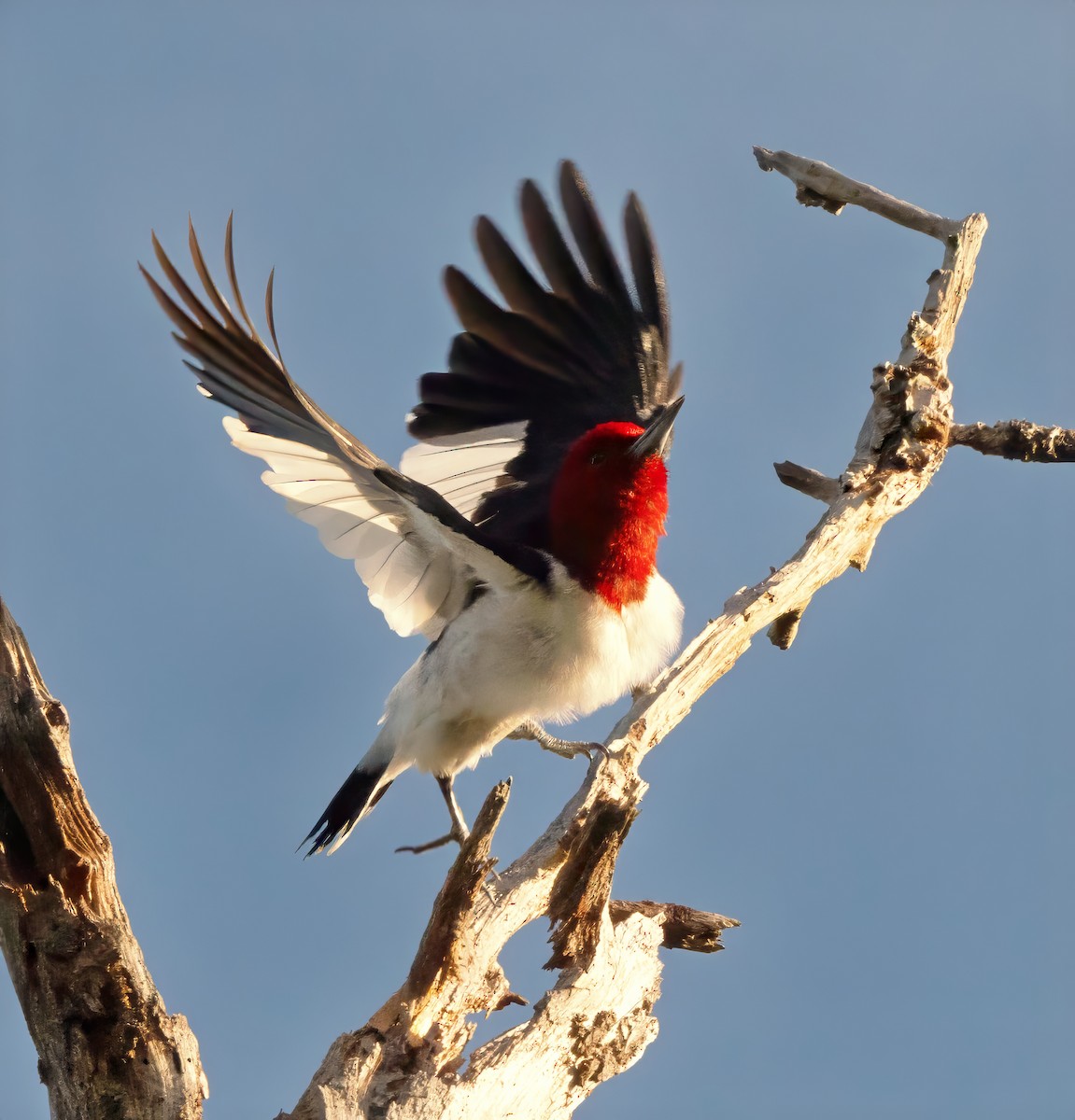 Red-headed Woodpecker - ML642169533