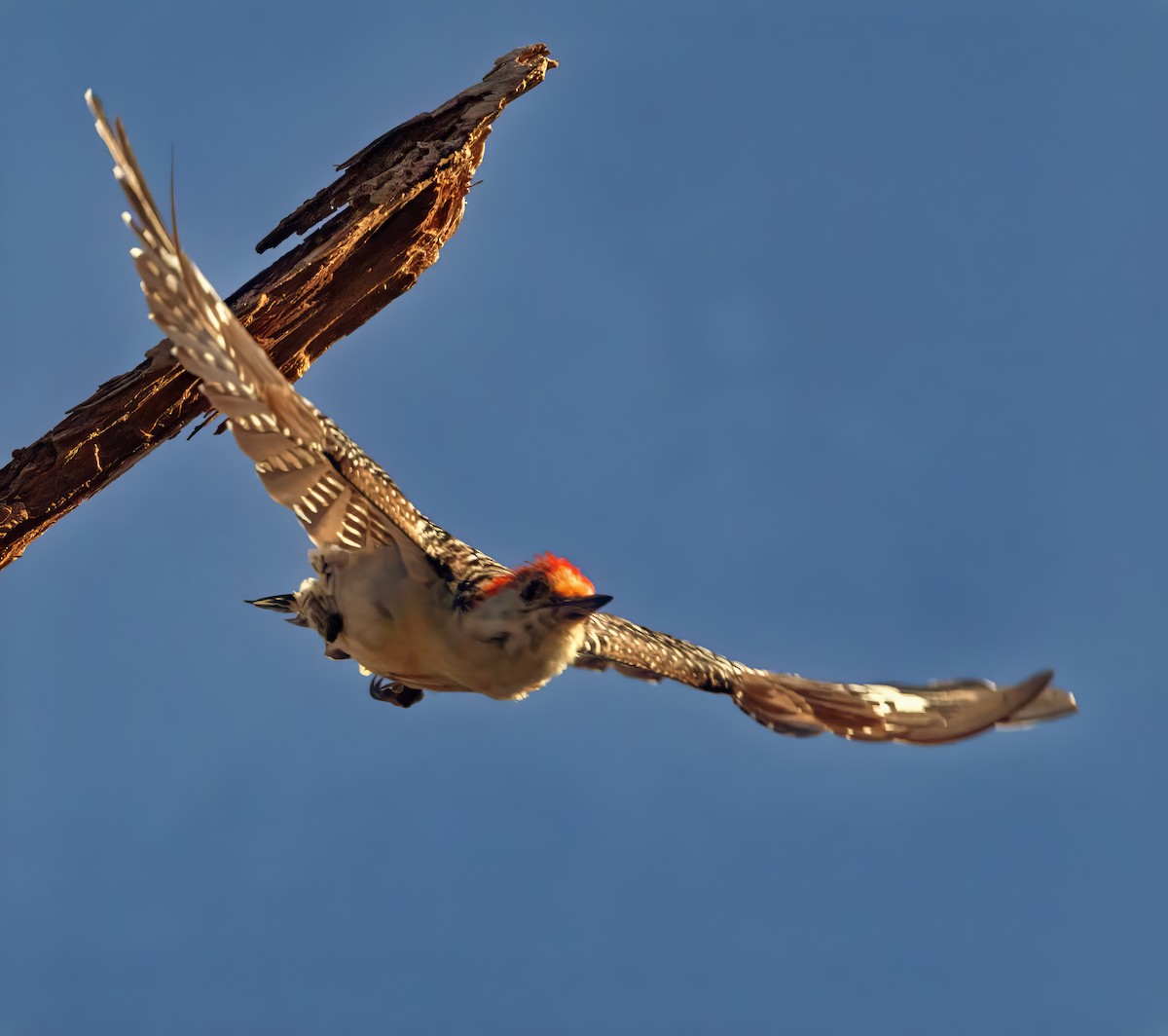 Red-bellied Woodpecker - ML642169550