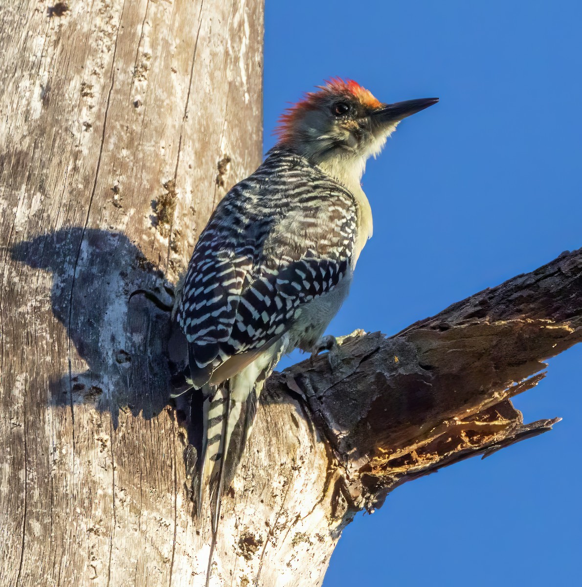 Red-bellied Woodpecker - ML642169551