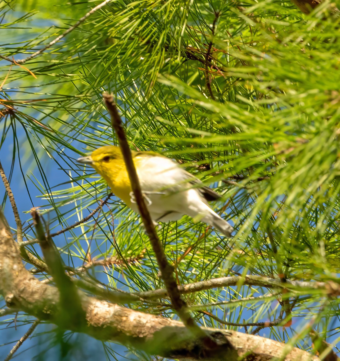 Yellow-throated Vireo - ML642169559