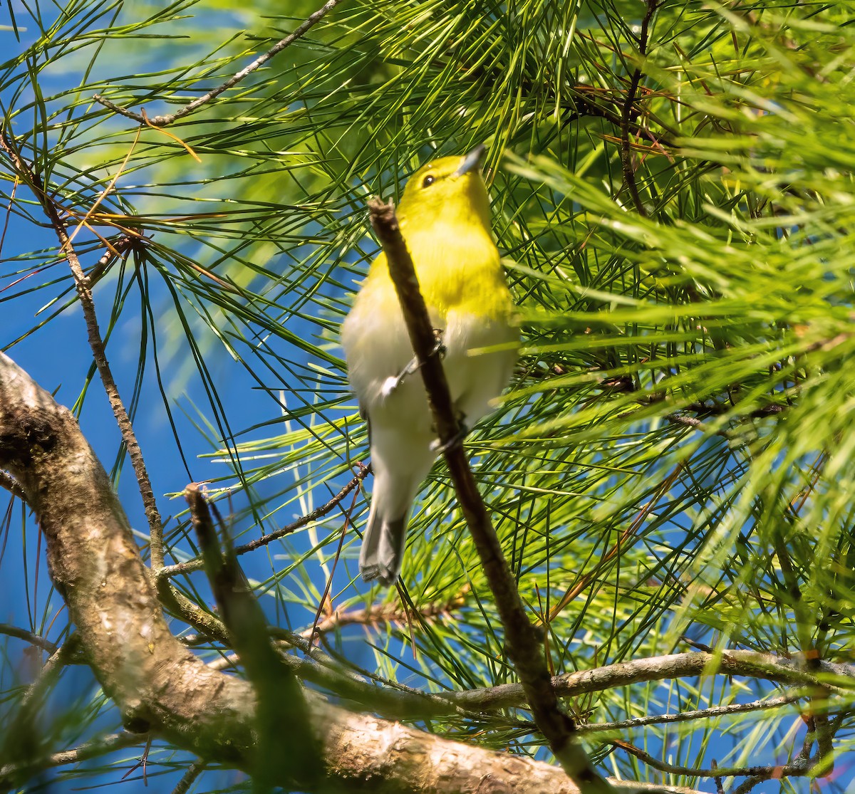 Yellow-throated Vireo - ML642169560
