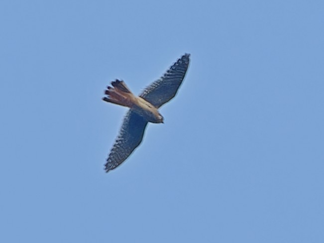 American Kestrel - ML642169584