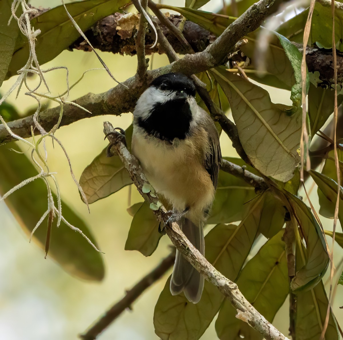 Carolina Chickadee - ML642169591
