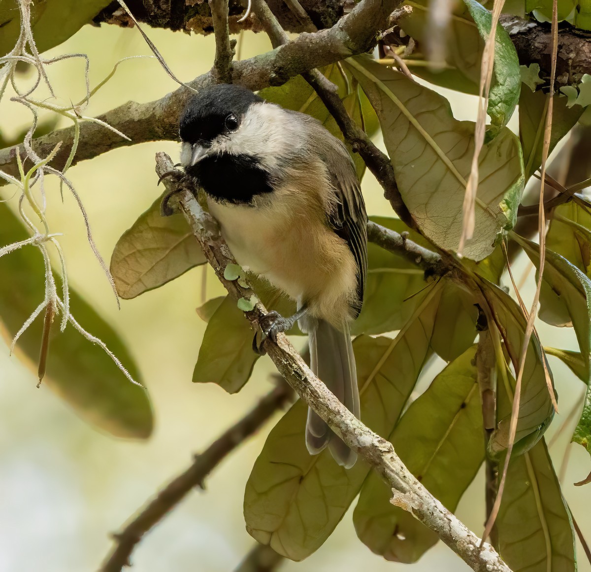Carolina Chickadee - ML642169614