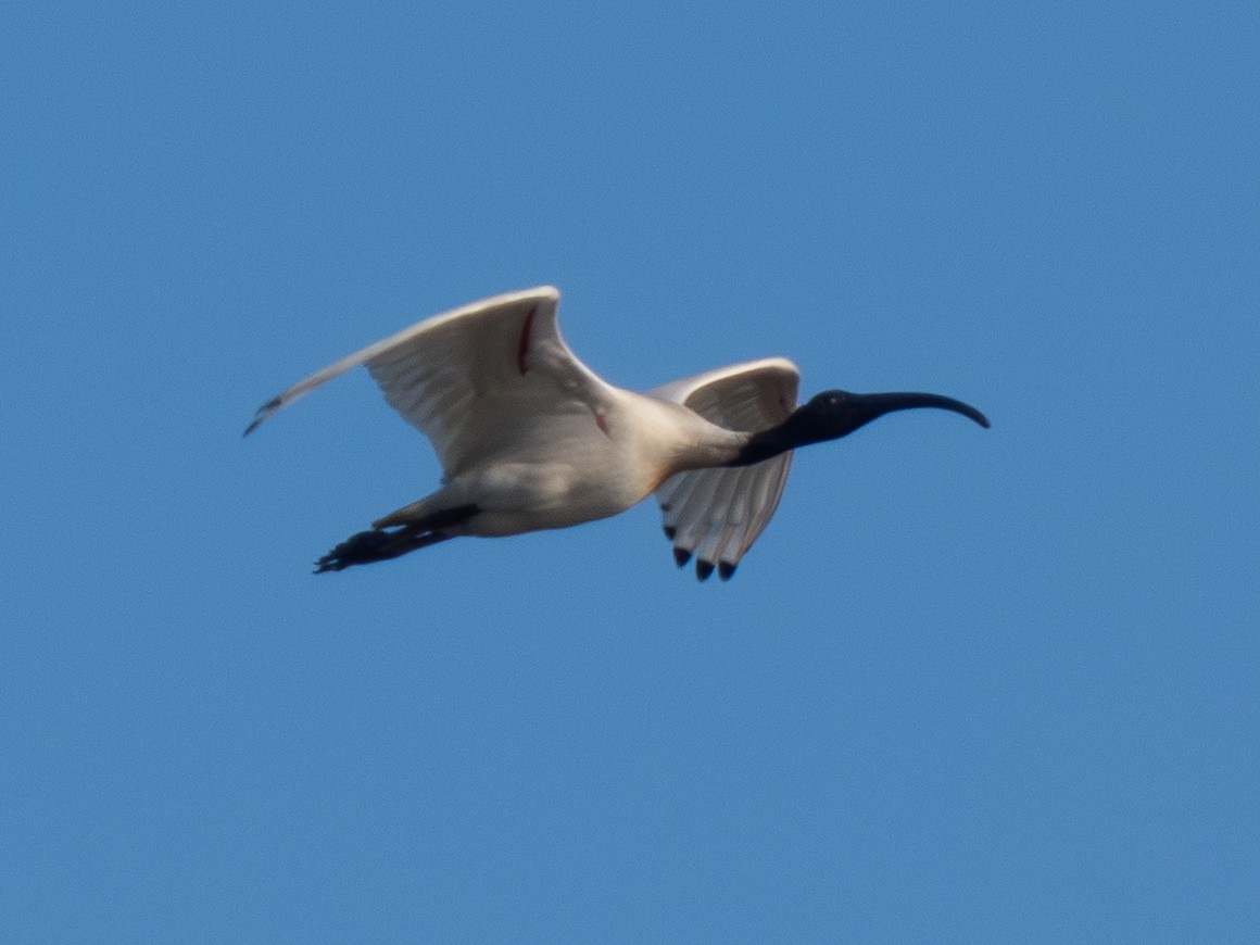 Australian Ibis - ML642169620