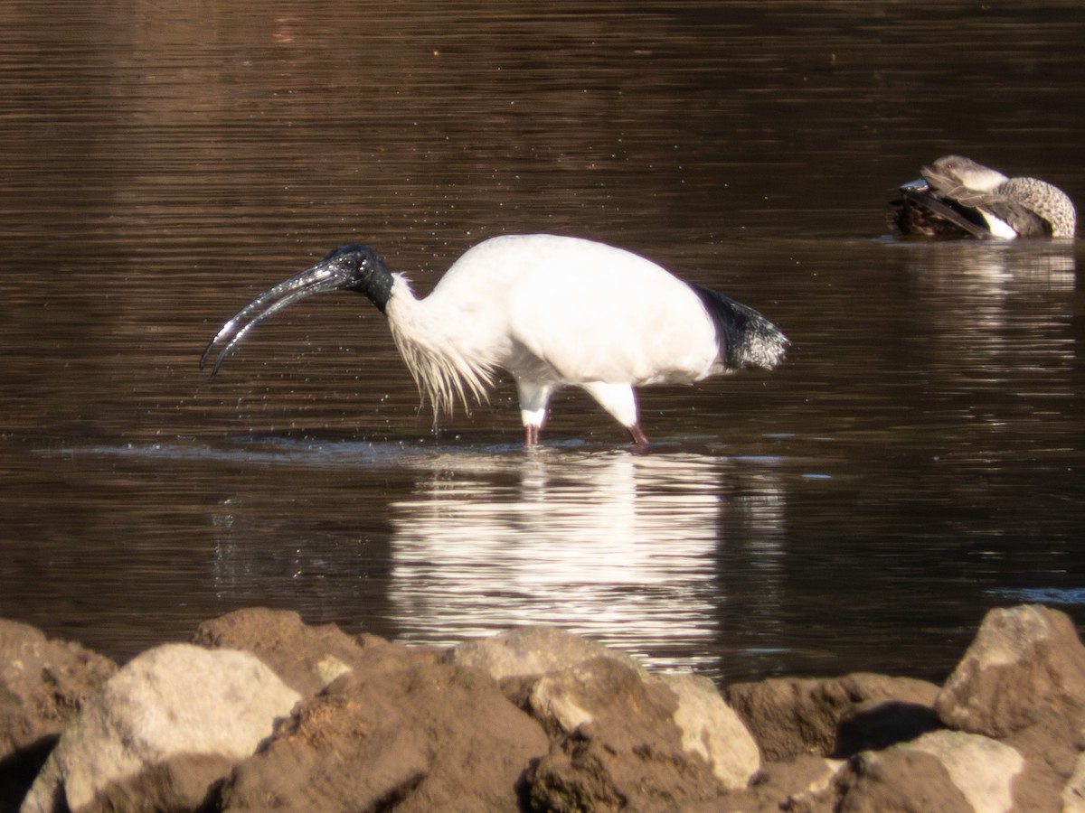 Australian Ibis - ML642169621