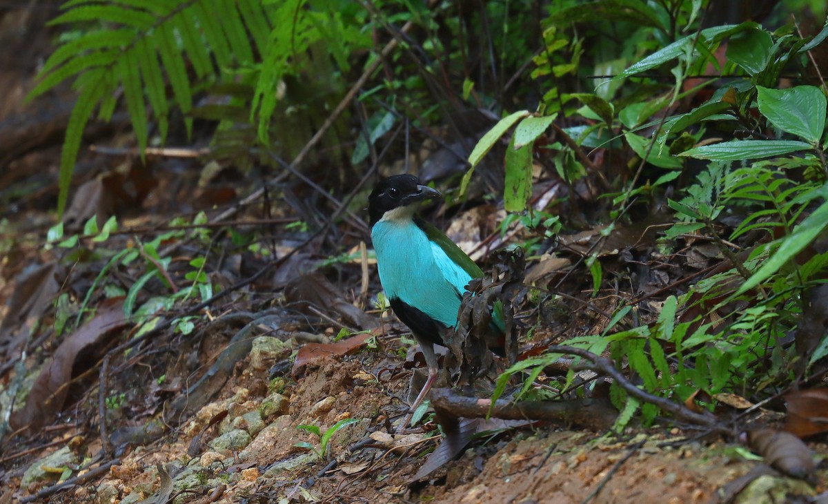 Azure-breasted Pitta - ML642169628