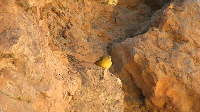 Greenish Yellow-Finch - ML642169644