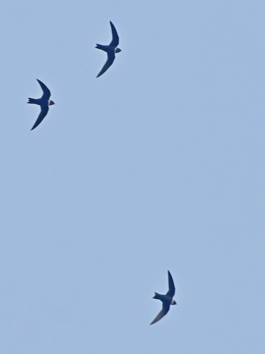 White-collared Swift - ML642169665