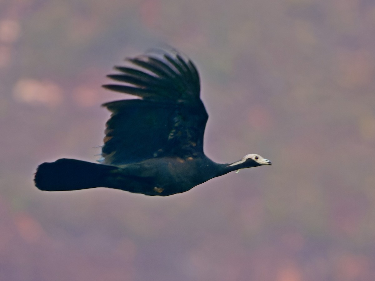 White-throated Piping-Guan - ML642169684