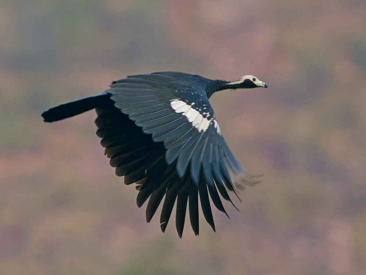 White-throated Piping-Guan - ML642169685