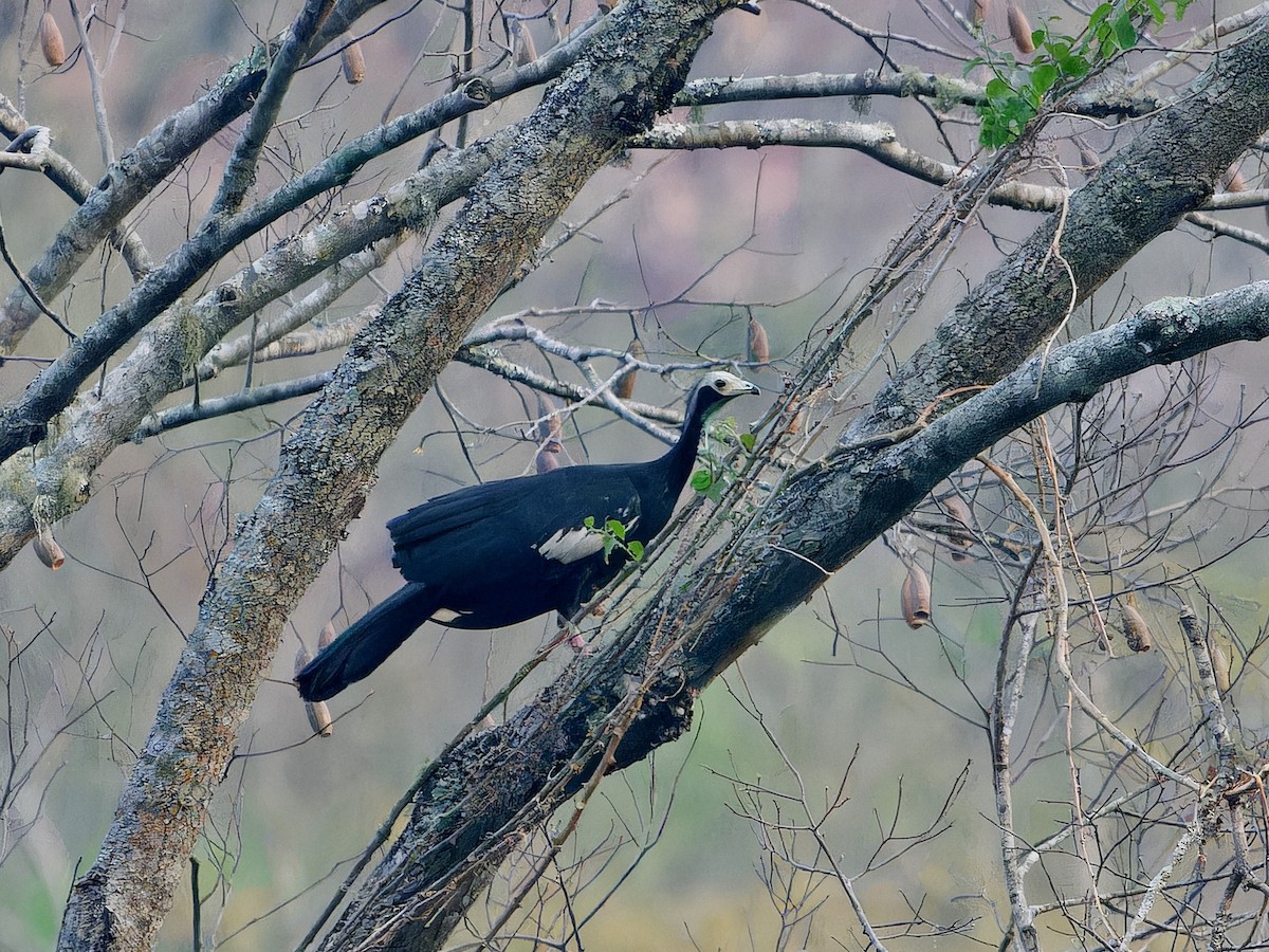 White-throated Piping-Guan - ML642169687