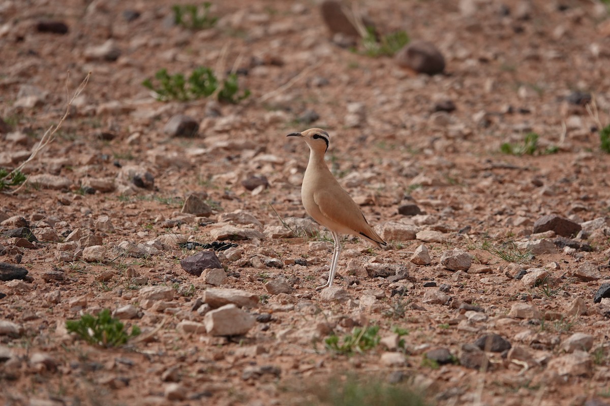 Cream-colored Courser - ML642169690