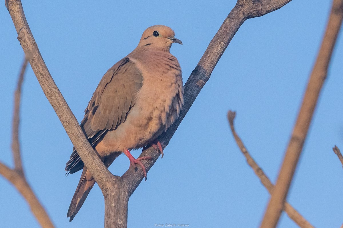 Eared Dove - ML642169693