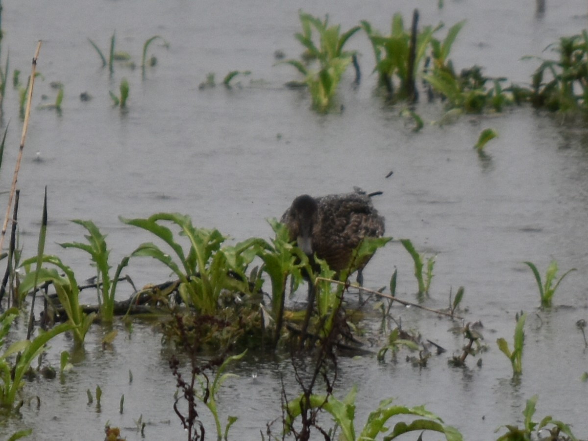 Ногоохон нугас - ML642169719