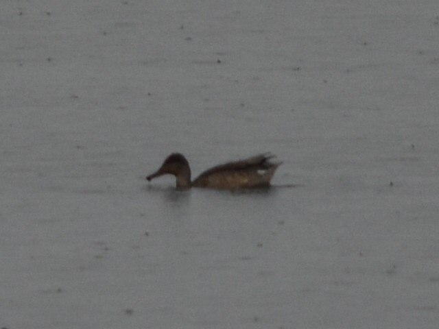 Ногоохон нугас - ML642169731