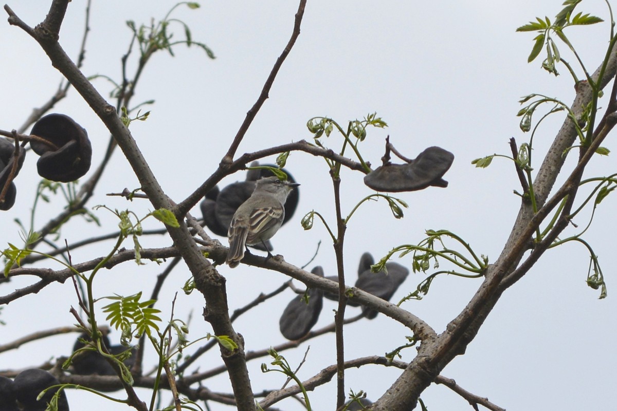 Suiriri Flycatcher - ML642169735