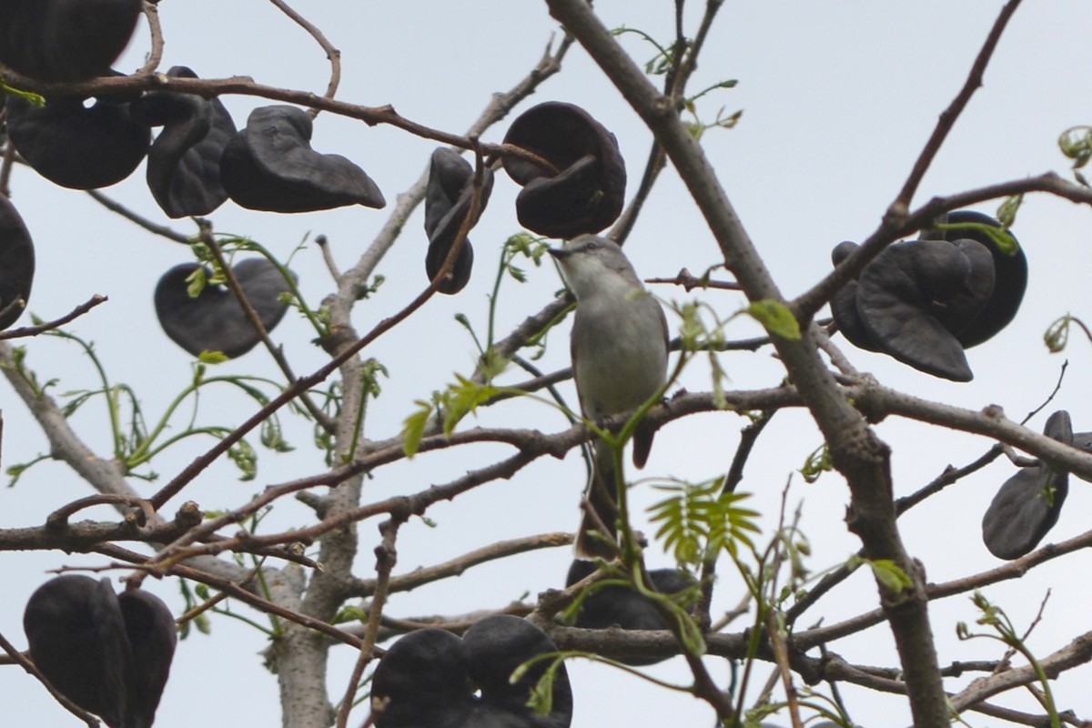 Suiriri Flycatcher - ML642169736