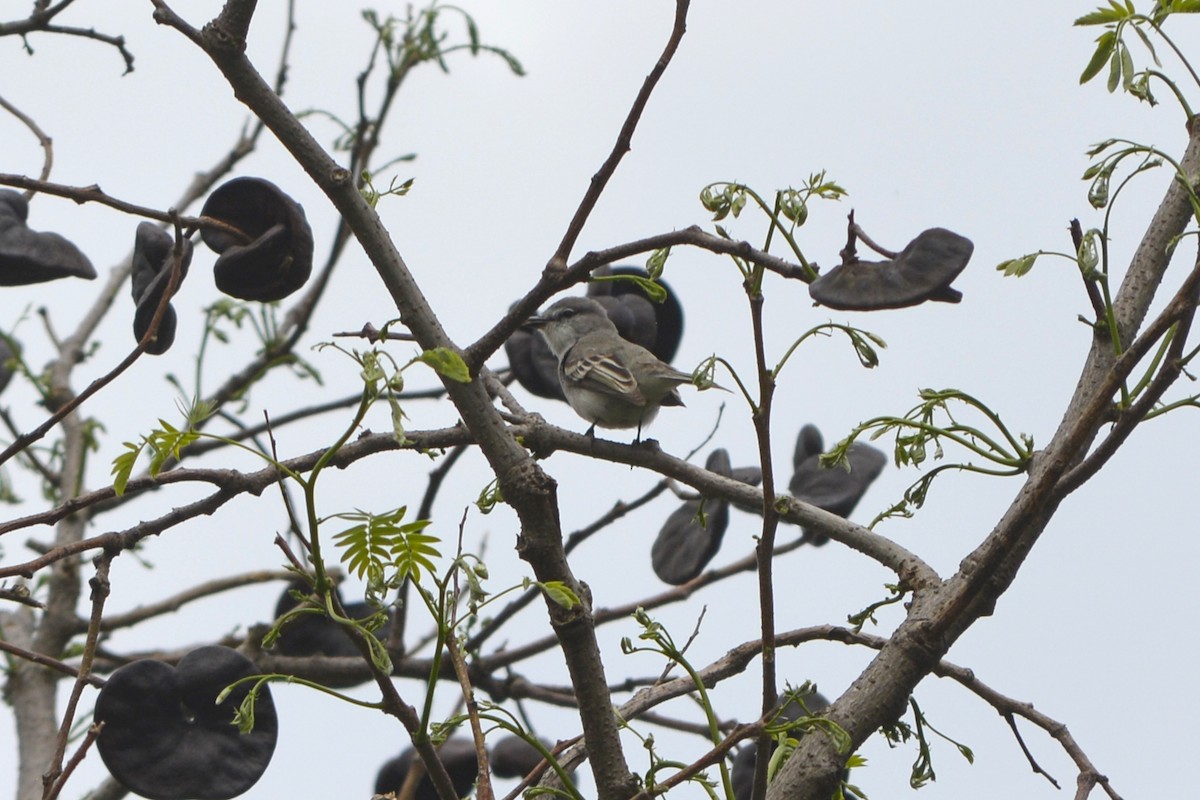 Suiriri Flycatcher - ML642169737