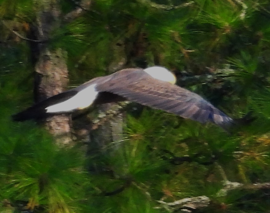 Bald Eagle - ML642169738