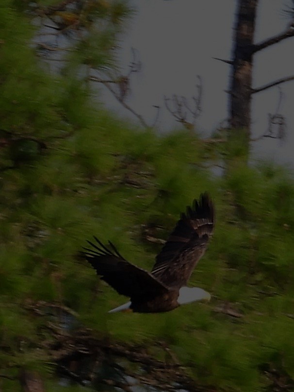 Bald Eagle - ML642169739