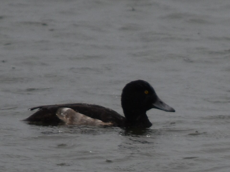 Гэзэгт шумбуур - ML642169782