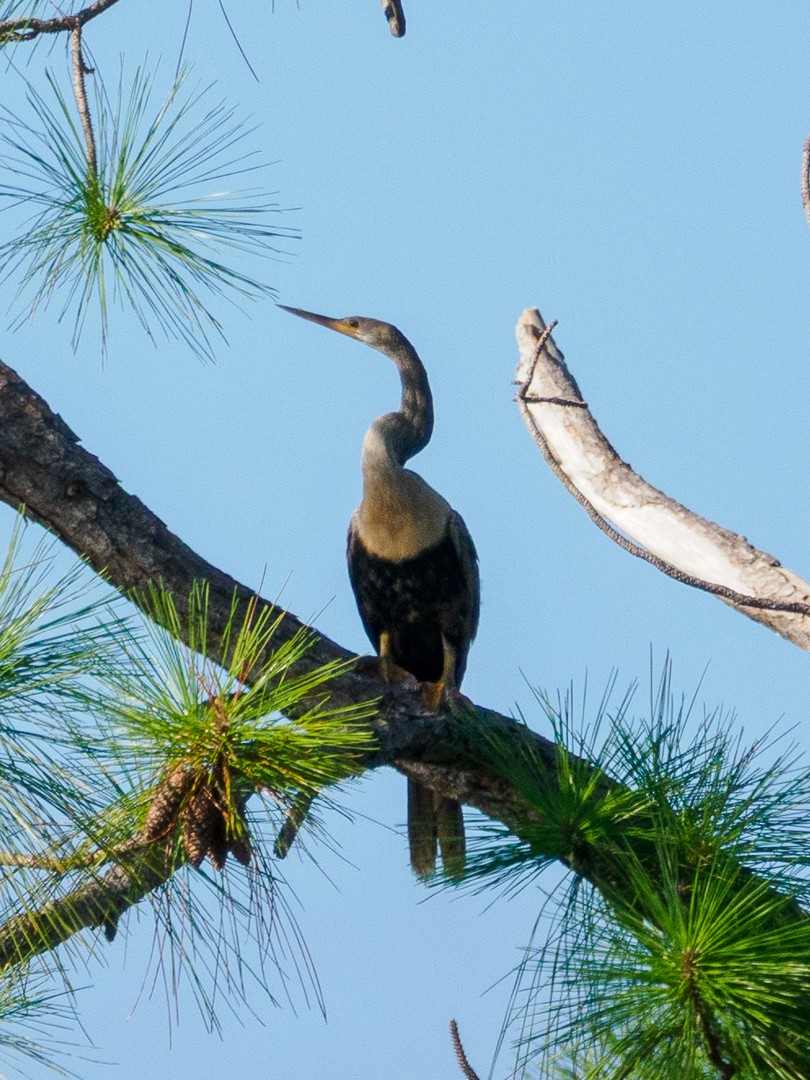 Anhinga - ML642169810