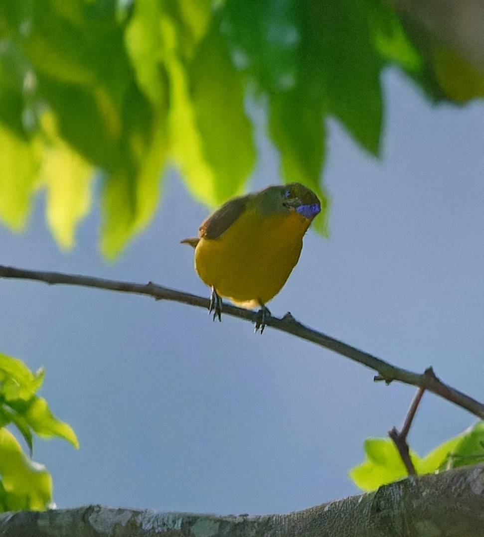 Golden-bellied Euphonia - ML642169820