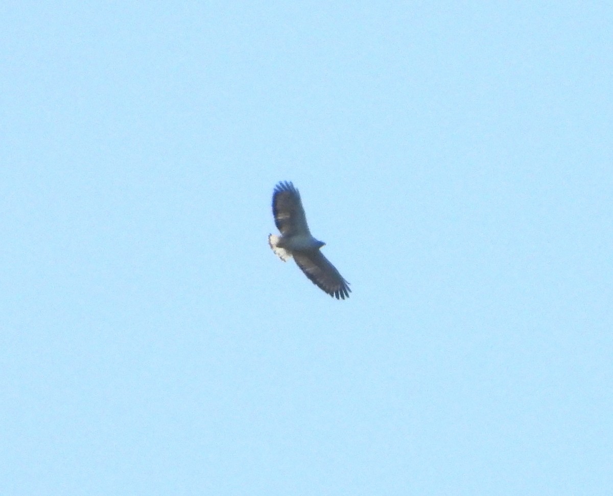 White-necked Hawk - ML642169821