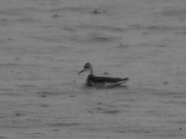 Нарийн сэлээхэй - ML642169823