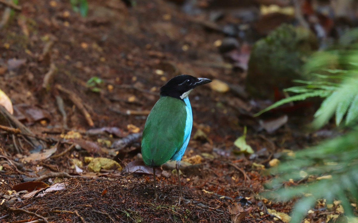 Azure-breasted Pitta - ML642169870