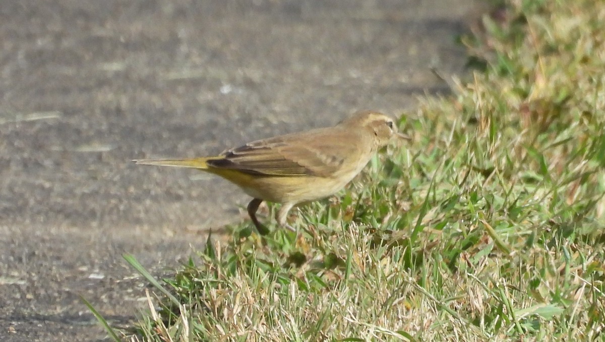 Palm Warbler - ML642169871