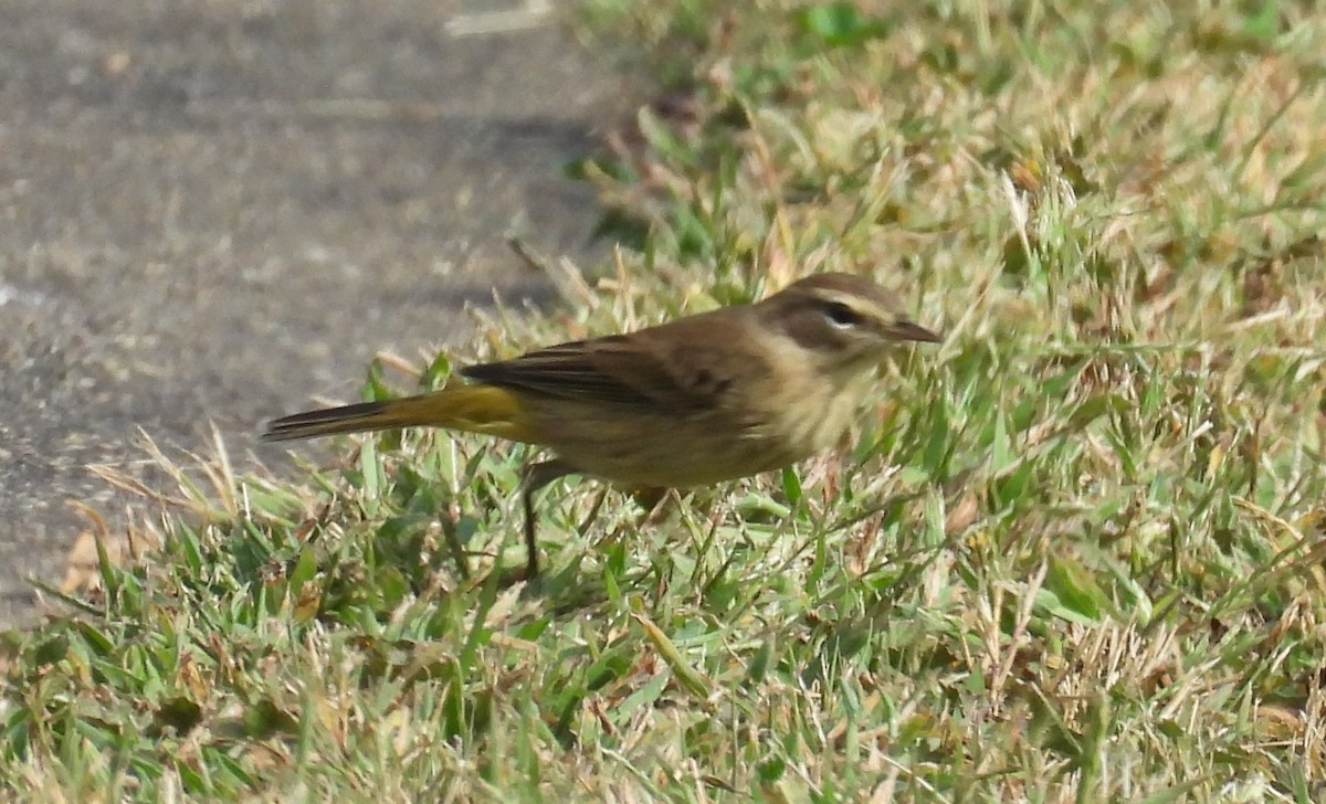Palm Warbler - ML642169872