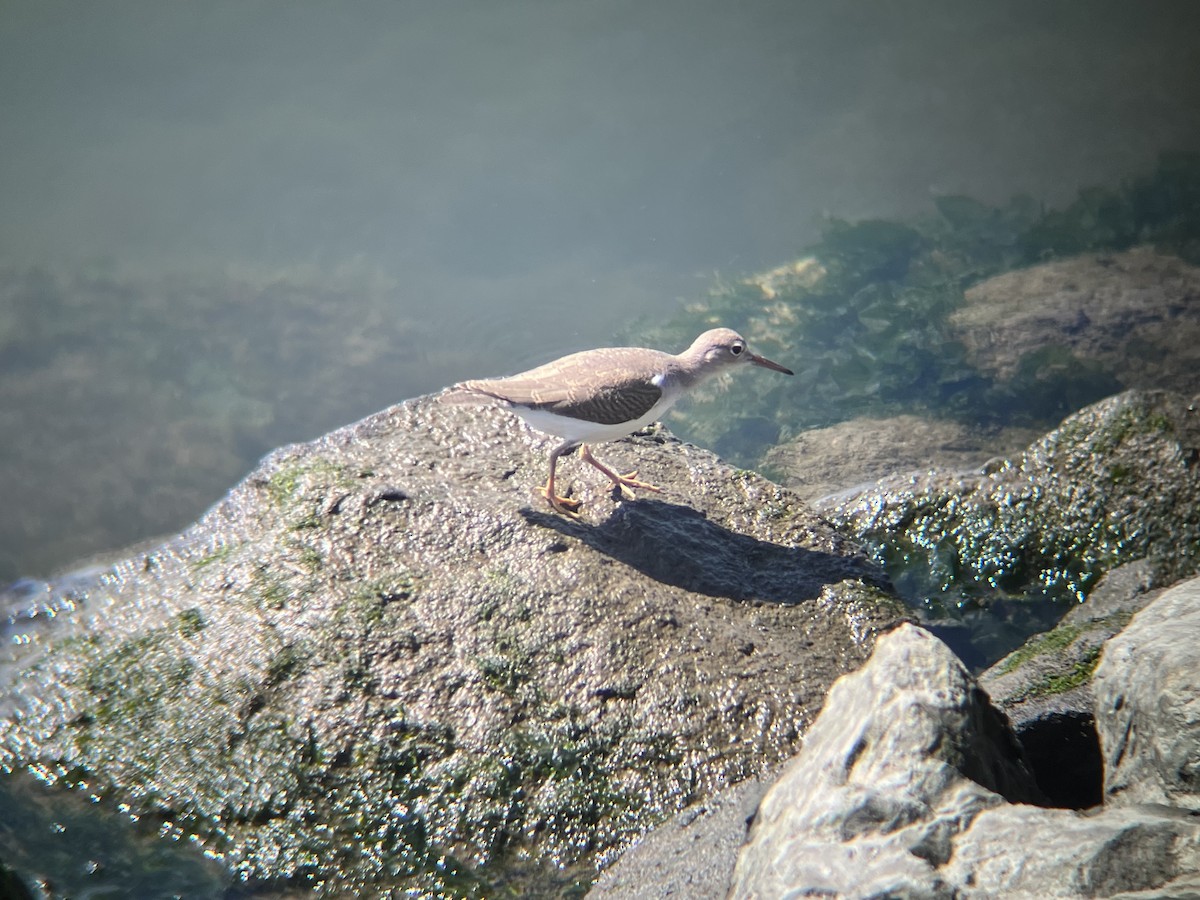 Spotted Sandpiper - ML642169877
