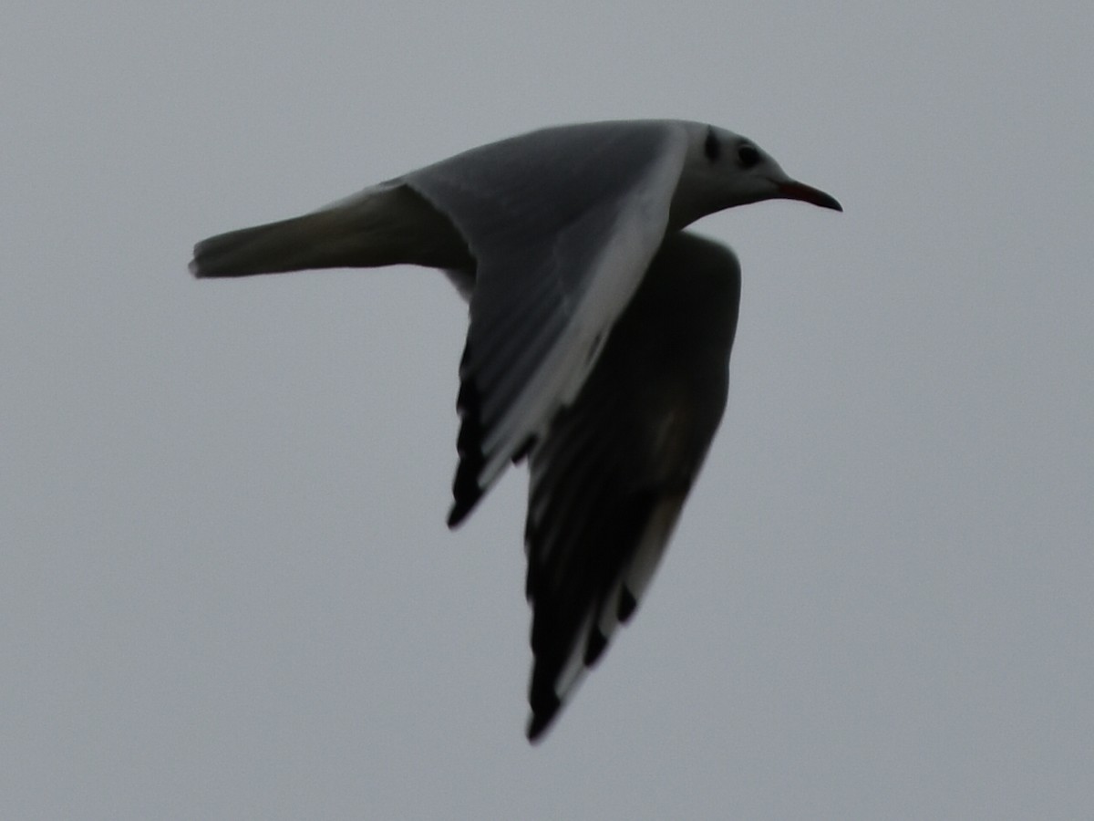 Хүрэн толгойт цахлай - ML642169883