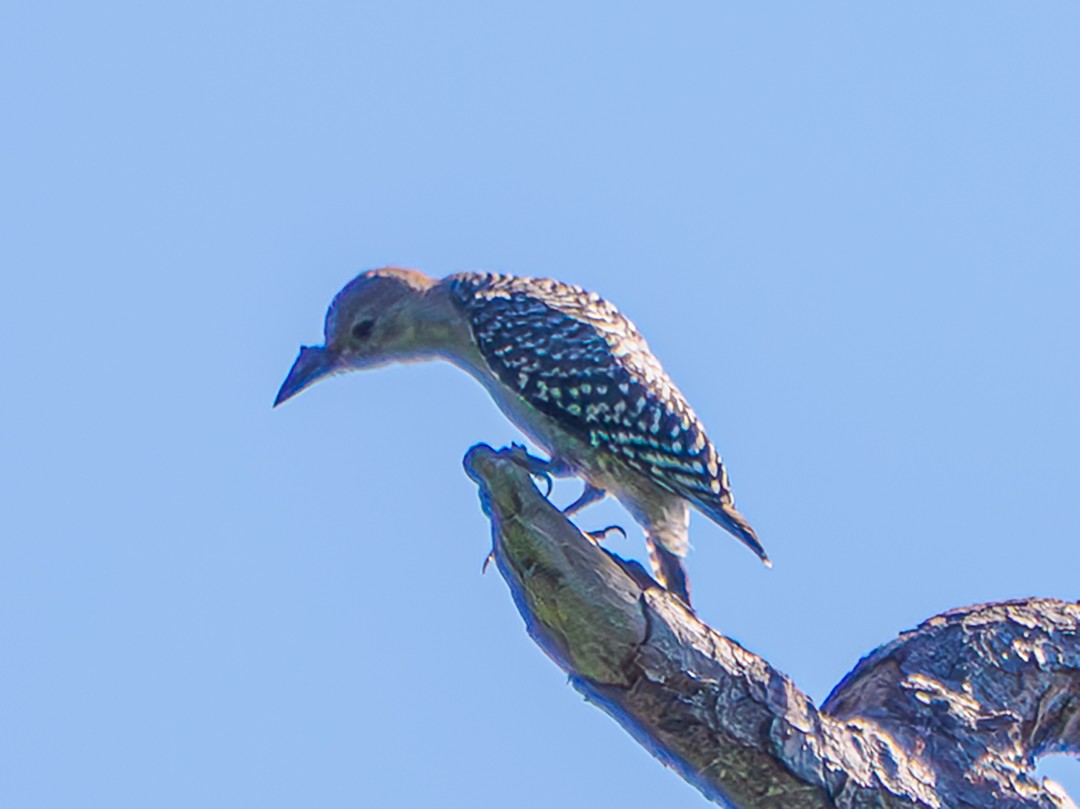 Red-bellied Woodpecker - ML642169884