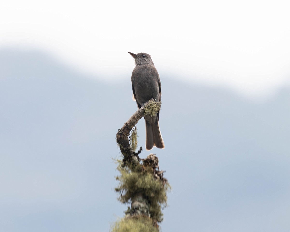 Smoke-colored Pewee - ML642169887