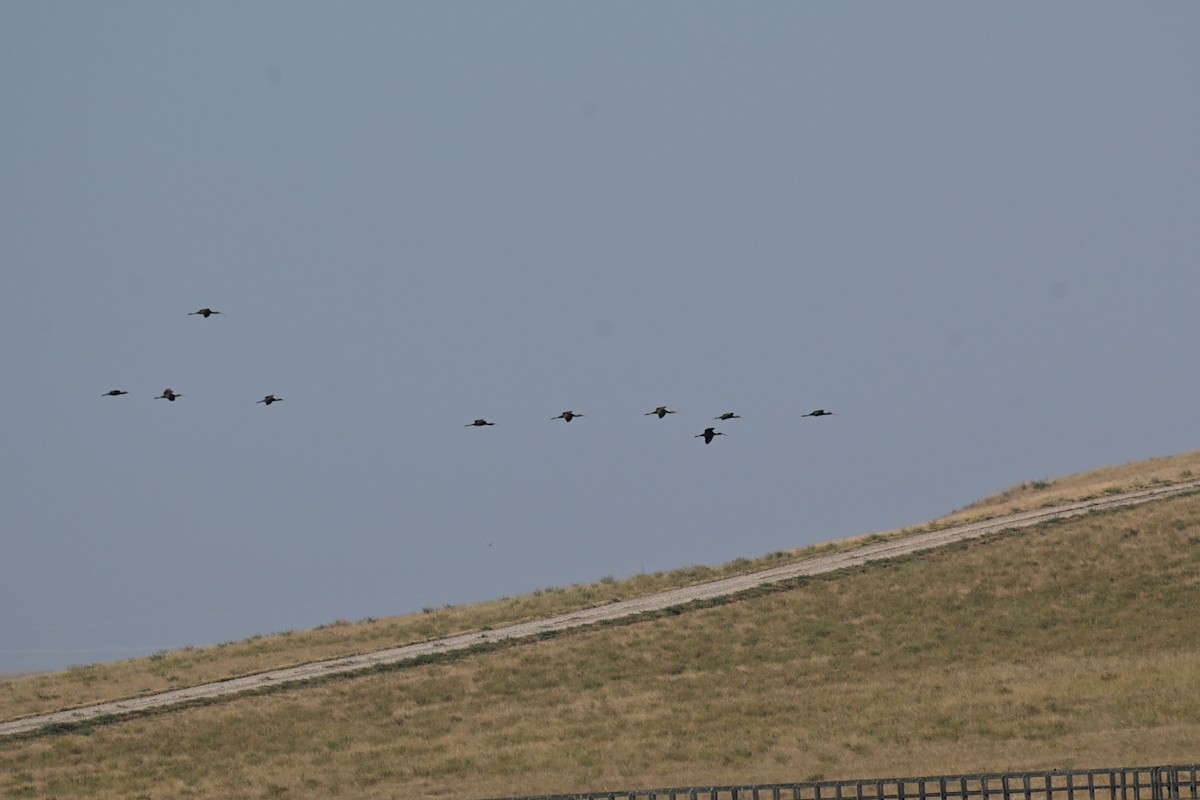 White-faced Ibis - ML642169894