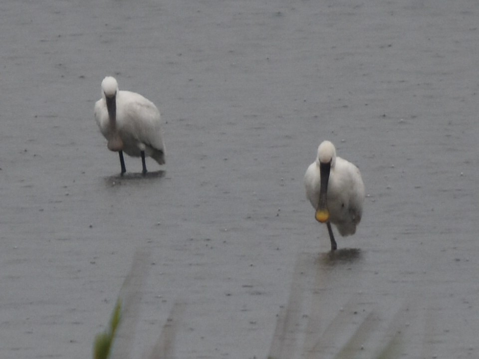 Eurasian Spoonbill - ML642169902