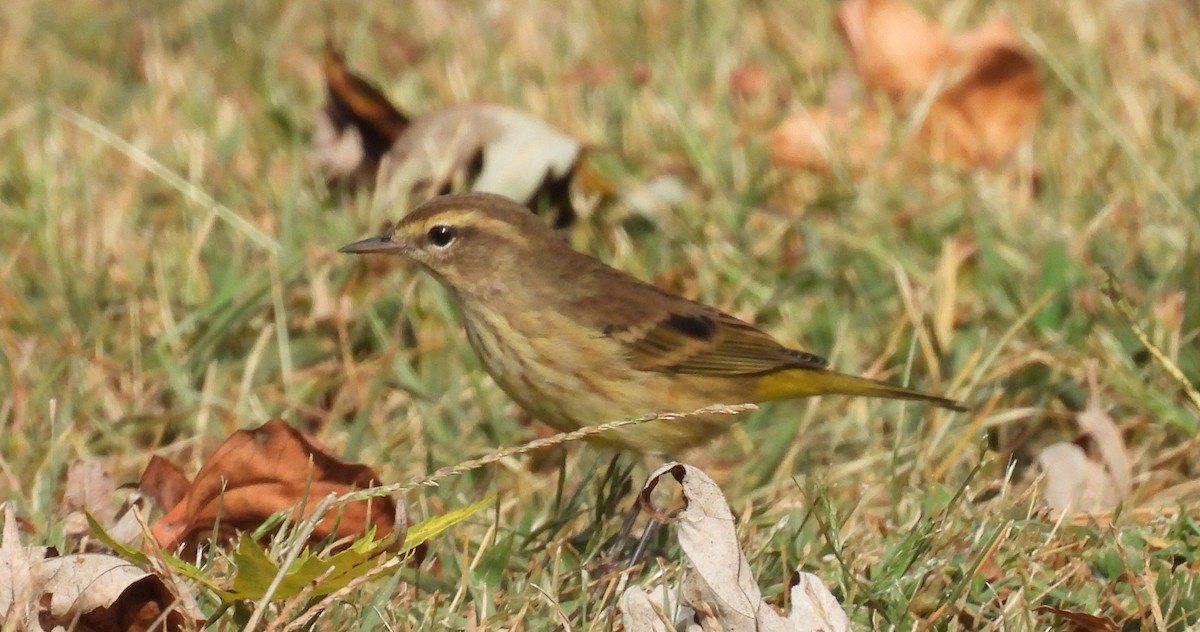 Palm Warbler - ML642169909