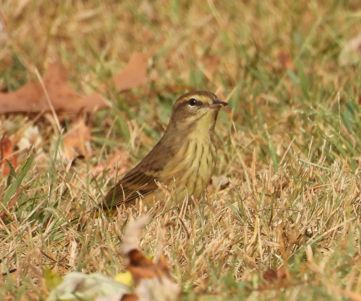 Palm Warbler - ML642169910