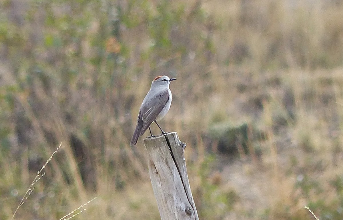 Rufous-naped Ground-Tyrant - ML642169914