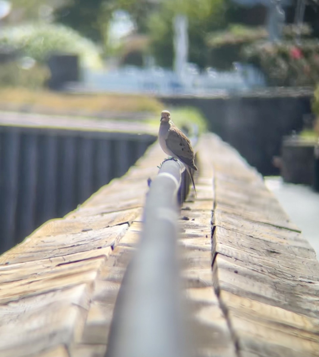 Mourning Dove - ML642169923