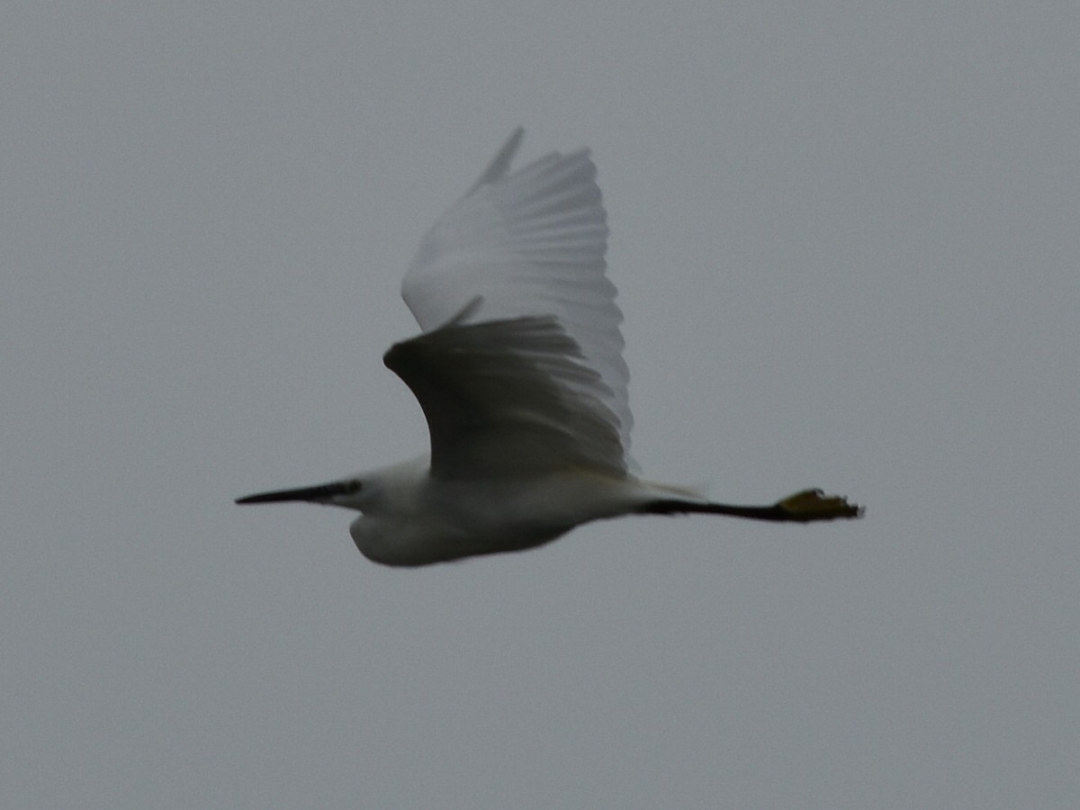 Хурган дэглий - ML642169928