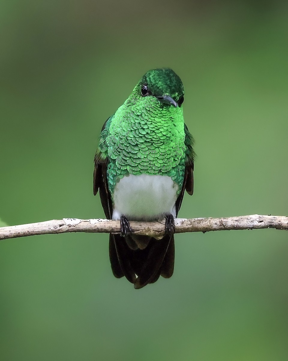 Snowy-bellied Hummingbird - ML642169941