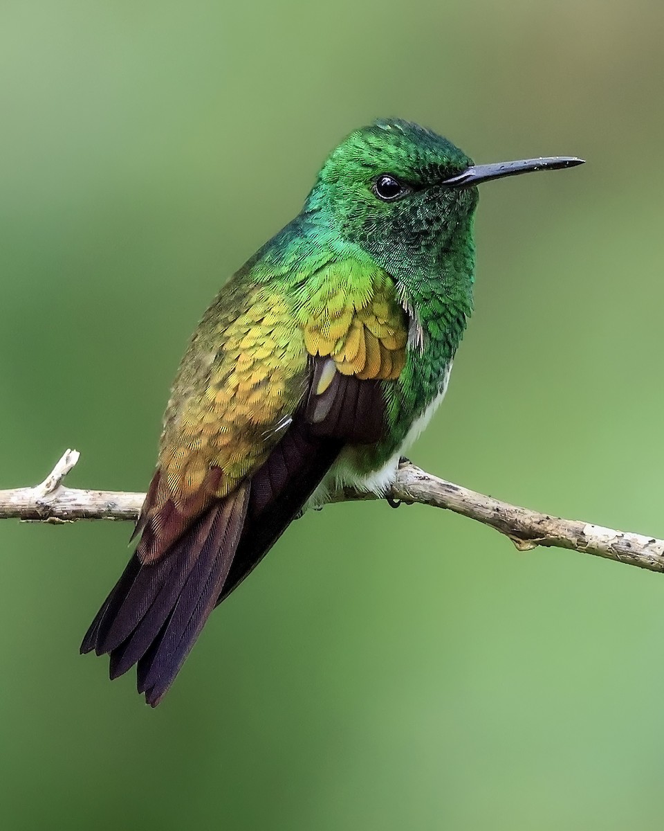 Snowy-bellied Hummingbird - ML642169942